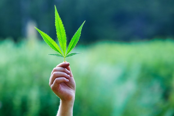 New Opportunities in Marijuana Underwriting – Don’t Let Them Go Up in Smoke!